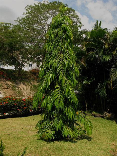 polyalthia longifolia